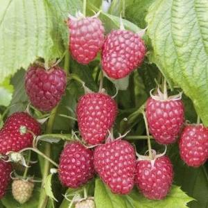 Малина "Полька"