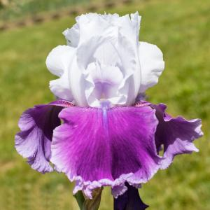 Ирис бородатый "Gay Parasol"