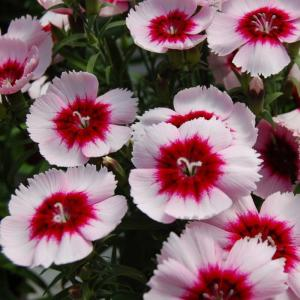 Гвоздика китайская "Diana Purple Centred White"