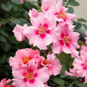 Роза "See you in Pink"