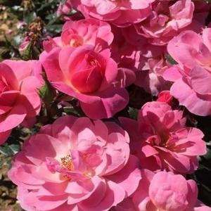 Роза "The Eve Rose"