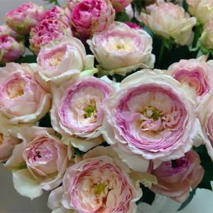 Роза "My Beauty"