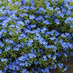 Литодора раскидистая "Compact Blue"