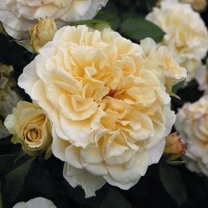 Роза "Comtessa"