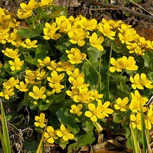 Калужница болотная "Auenwald"