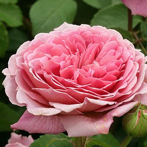 Роза "Princess Alexandra of Kent"
