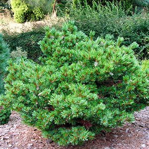 Сосна мелкоцветковая "Hagaromo"