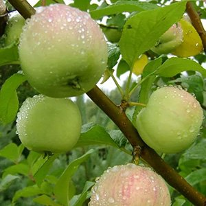 Яблоня карликовая "Чудное"