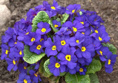 Примула Юлии "Wanda Blue Shades"