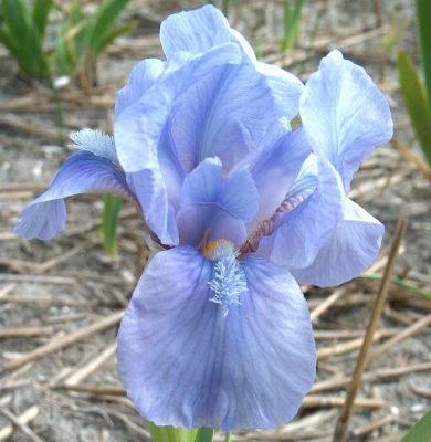 Ирис карликовый "Little Sapphire"