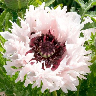 Мак "White Ruffles"
