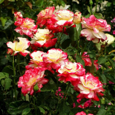 Роза "Double Delight"