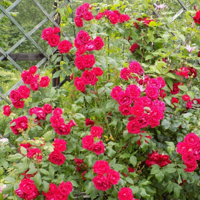 Роза "Crimson Shower"