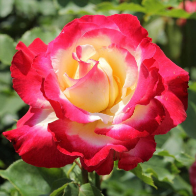 Роза "Double Delight"