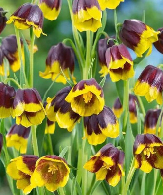 Рябчик михайловского "Multiflorum"