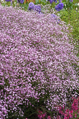 Гипсофила метельчатая "Pink"