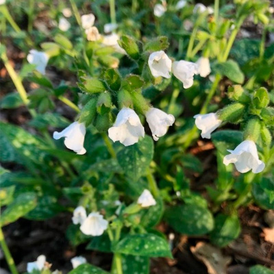 Медуница лекарственная "Sissinghurst White"