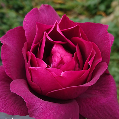 Роза "Ilios"