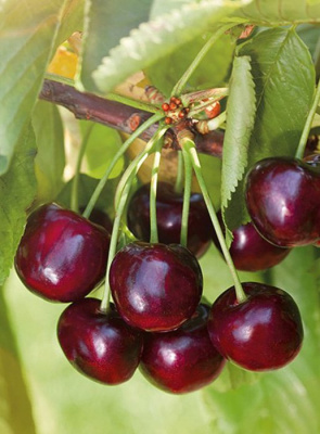 Дюк "Ночка"