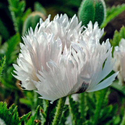 Мак "White Ruffles"