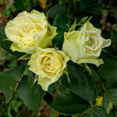 Роза "Luviana"