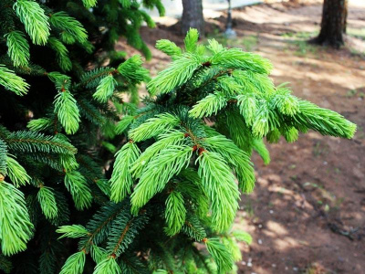 Ель обыкновенная "Columnaris"
