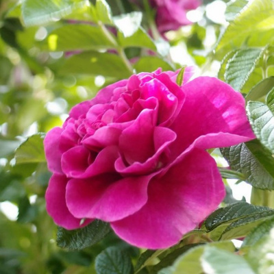 Шиповник (роза) сортовой "Roseraie de l'Hay"