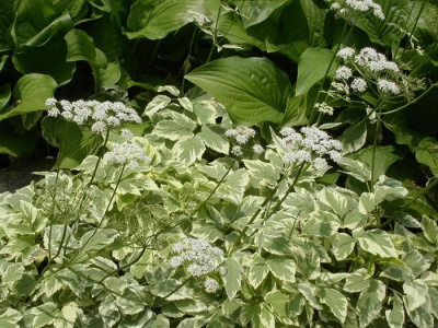 Сныть пестролистная "Variegata"