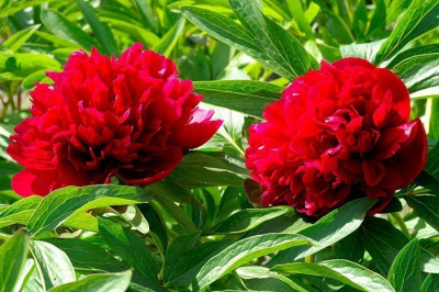 Пион лекарственный "Rubra Plena"