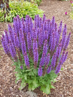 Шалфей дубравный "Sensation Medium Violet"