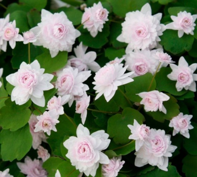 Анемонелла василистниковая "Shoaff's Double Pink"