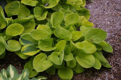 Хоста "Maui Buttercups"