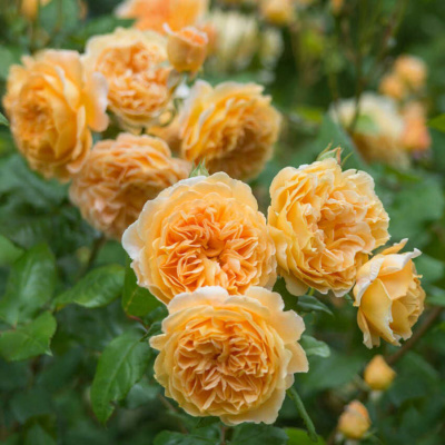 Роза "Crown Princess Margareta"