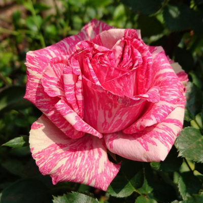 Роза "Pink Intuition"