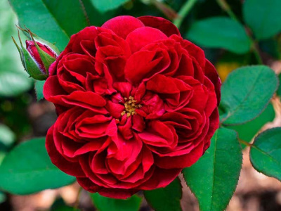 Роза "Darcey"