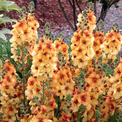 Коровяк "Honey Dijon" (Mullein)