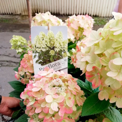 Гортензия метельчатая "Panflora"