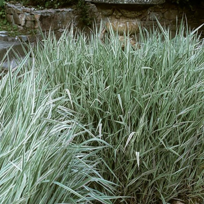 Бухарник мягкий "Albovariegatus"