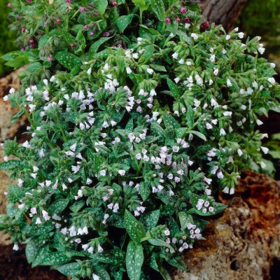 Медуница лекарственная "Sissinghurst White"