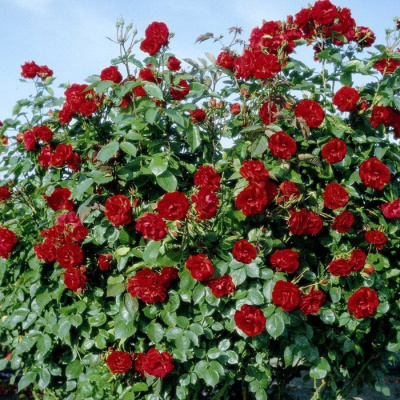 Роза "Castella"