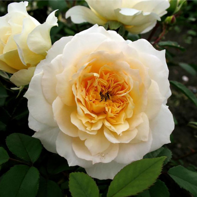 Роза "Marc-Antoine Charpentier"