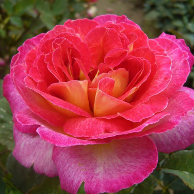 Роза "Bolchoi"
