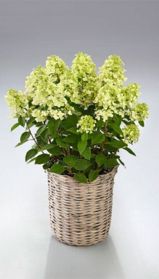 Гортензия метельчатая "Panflora"