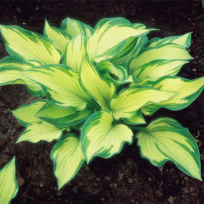 Хоста "Albopicta"