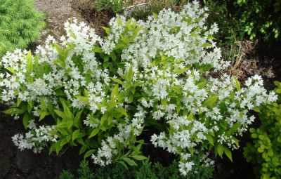 Дейция изящная "Variegata"