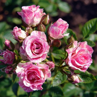 Роза "Pink Flash"