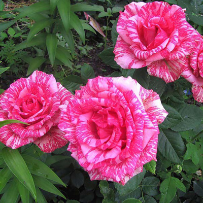 Роза "Pink Intuition"