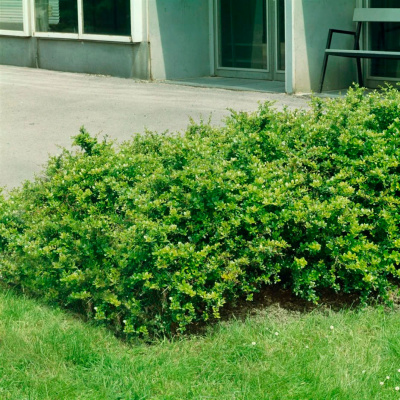 Барбарис средний "Parkjuweel"