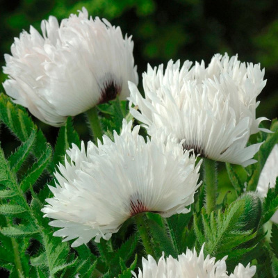 Мак "White Ruffles"
