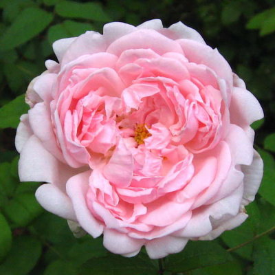 Роза "Eglantyne"